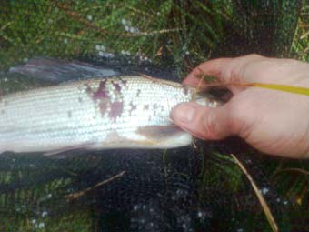 grayling r test1